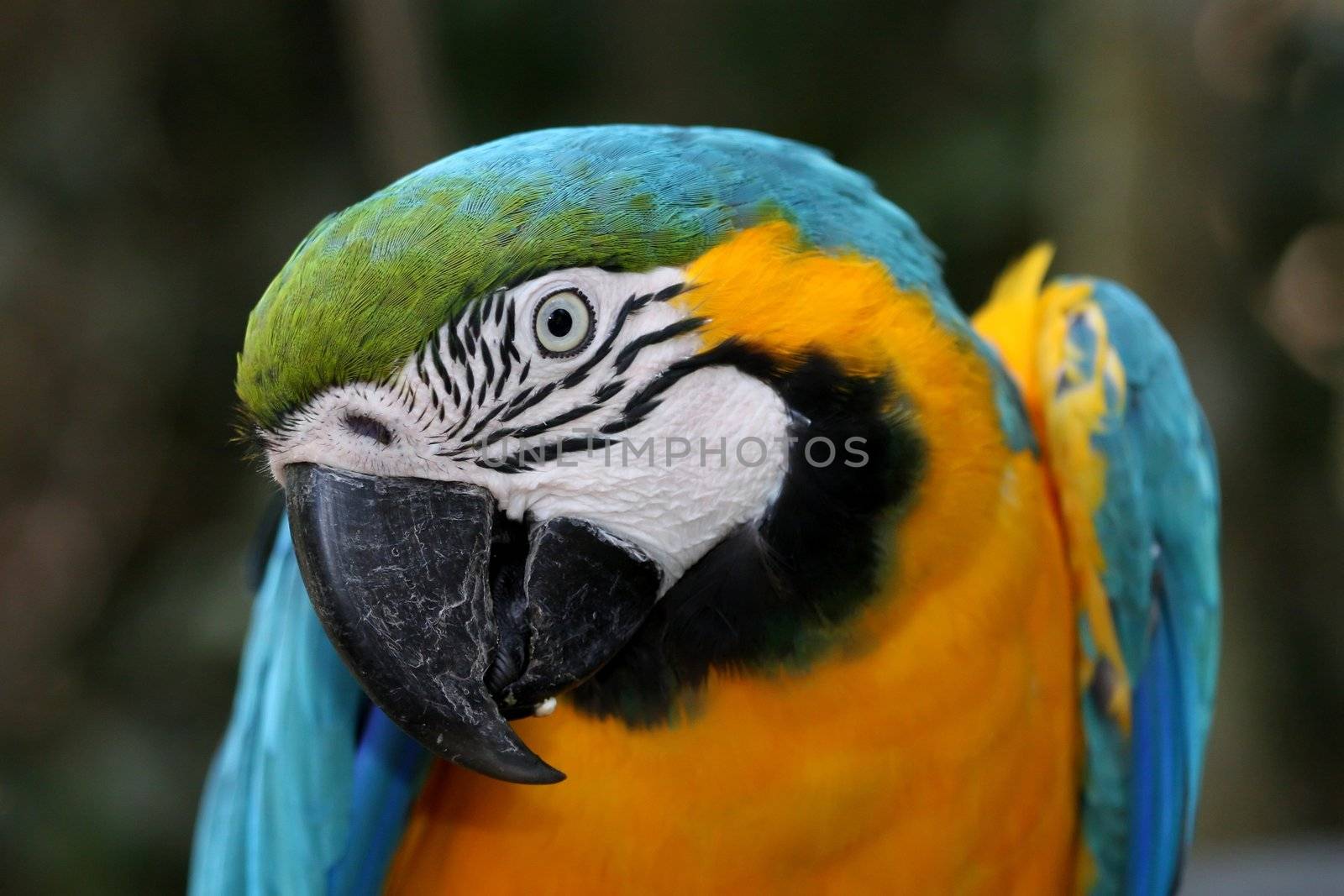 Beautiful brightly colored macaw parrot looking at the camera