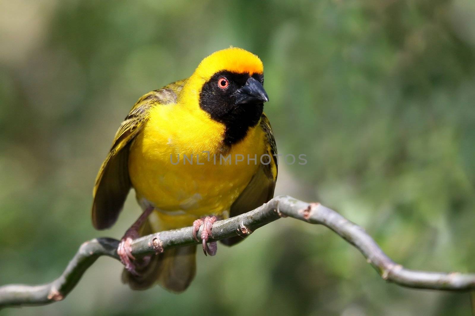 Beautiful yellow Masked Weaver bird with beady orange eye