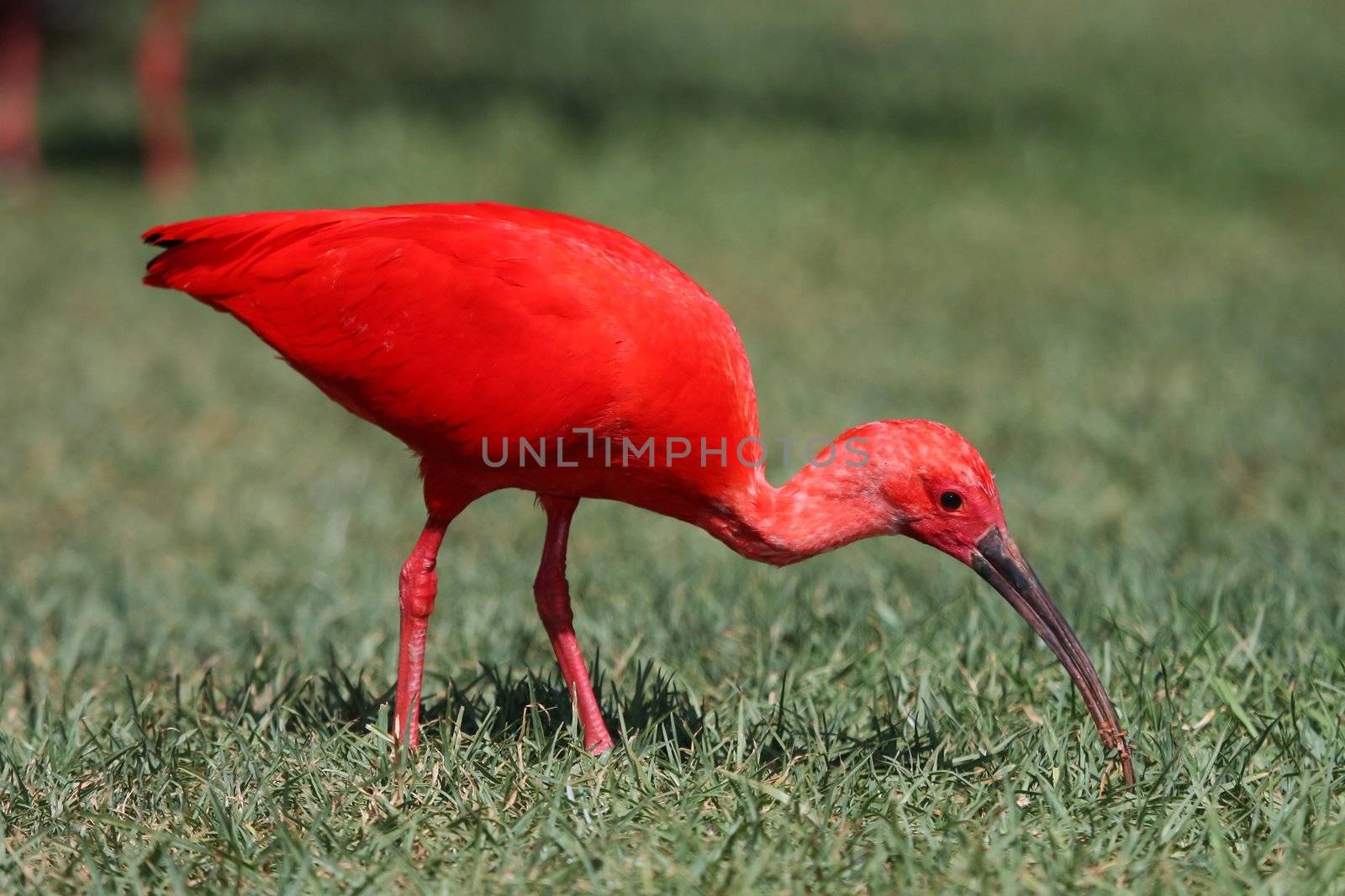 Brightly colored scarlet ibis bird catching insects and grubs in green grass