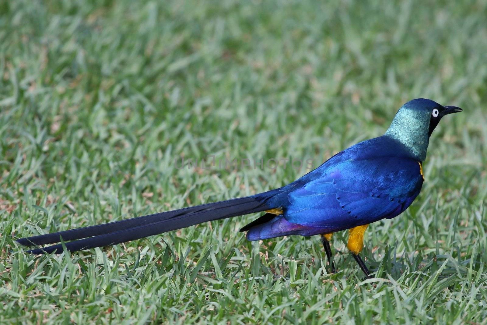 Long tailed Glossy Starling bird on green grass