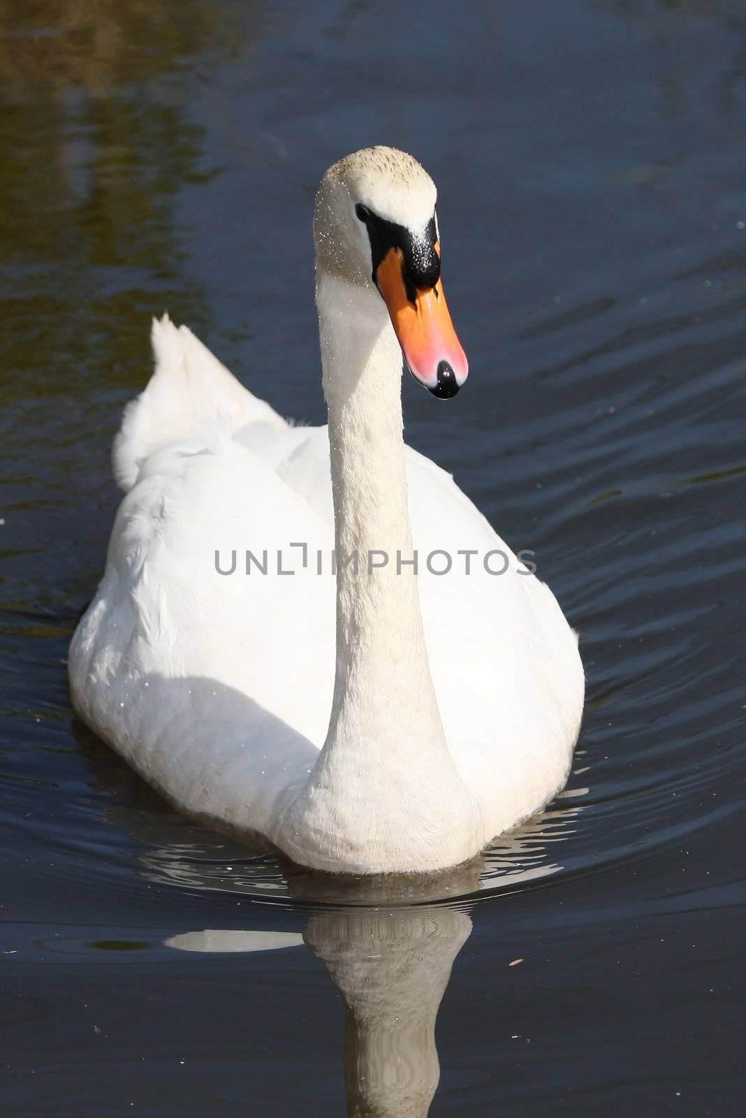 Beautiful white mute swan swimming on a lake