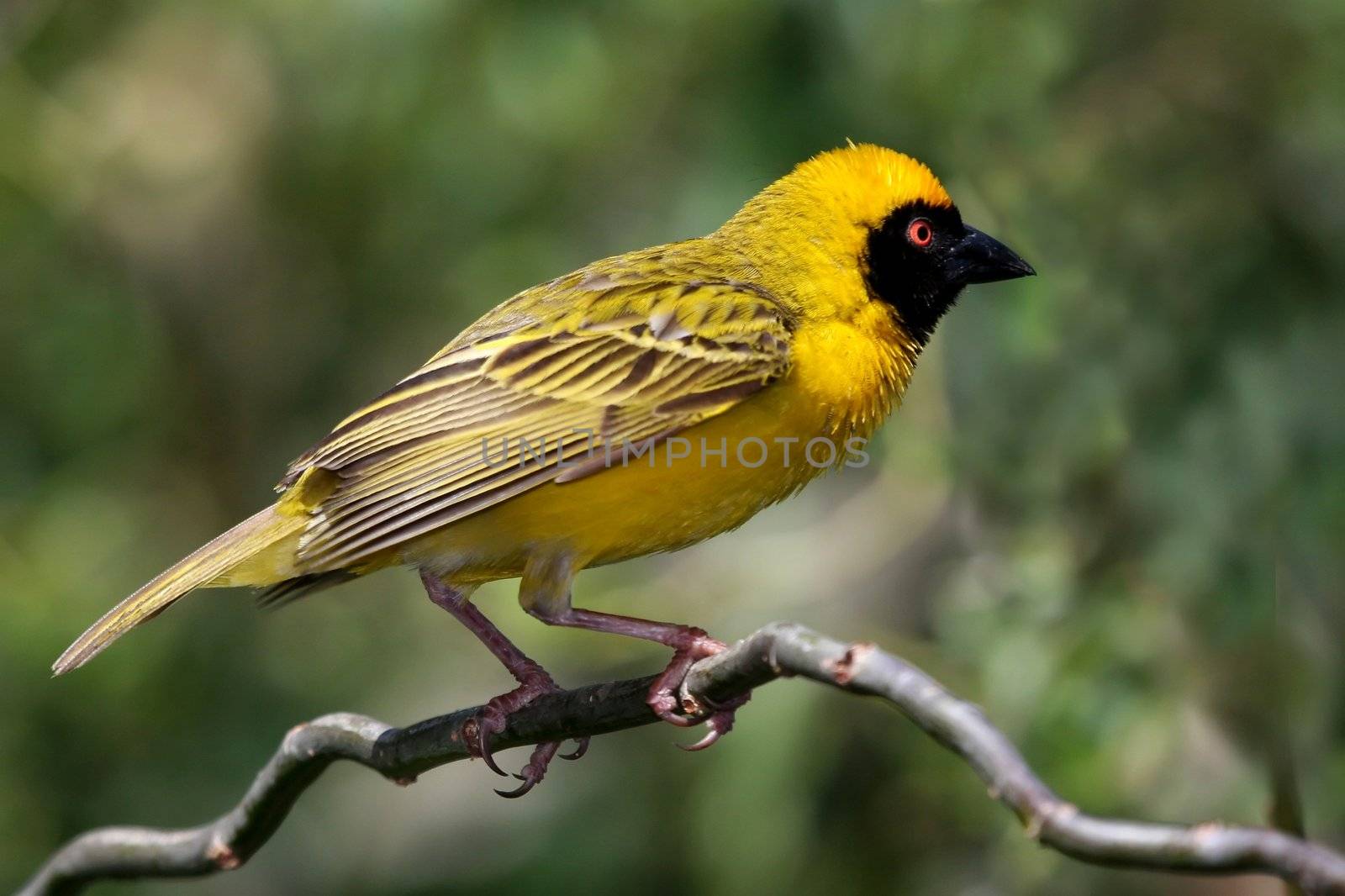 Pretty yellow Masked Weaver bird with an orange eye