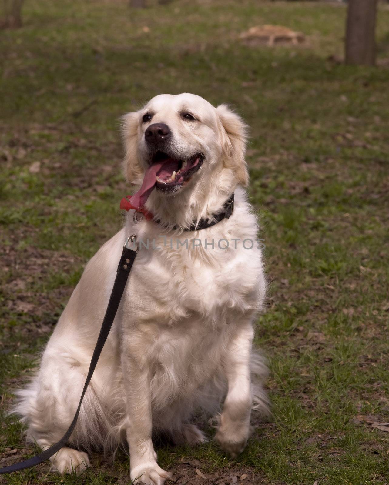 beautiful and obedient golden retriever in the park