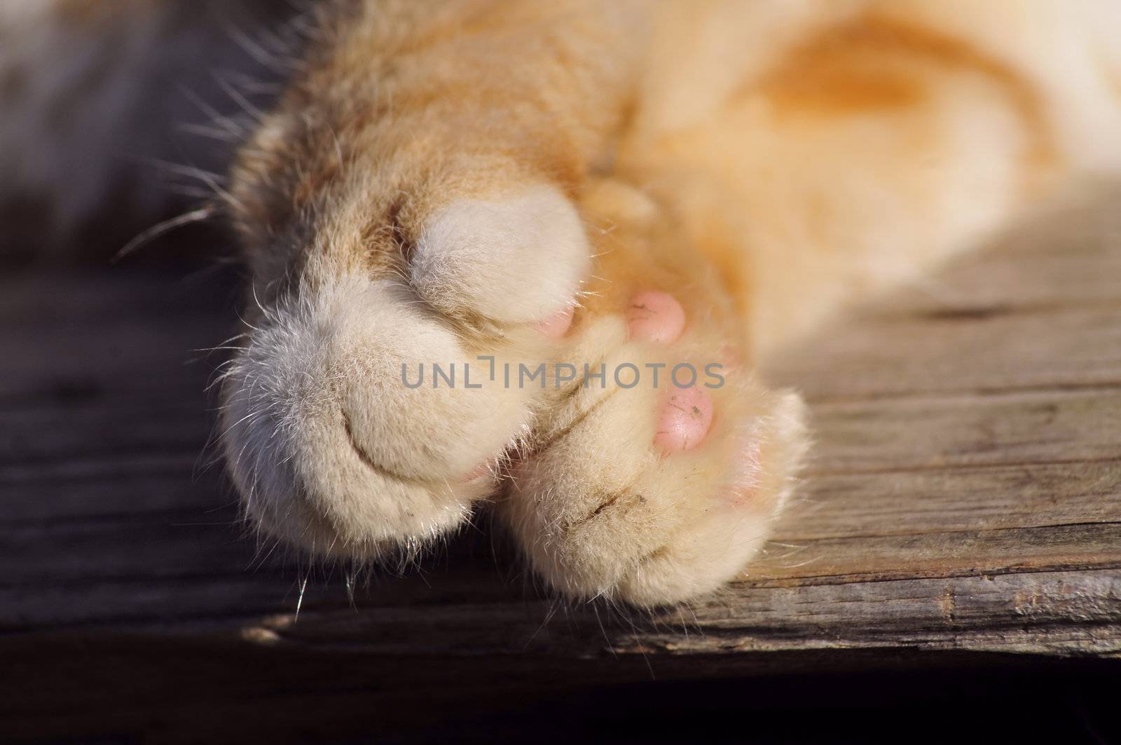 close-up on fluffy orange kitten's paws, on wood background