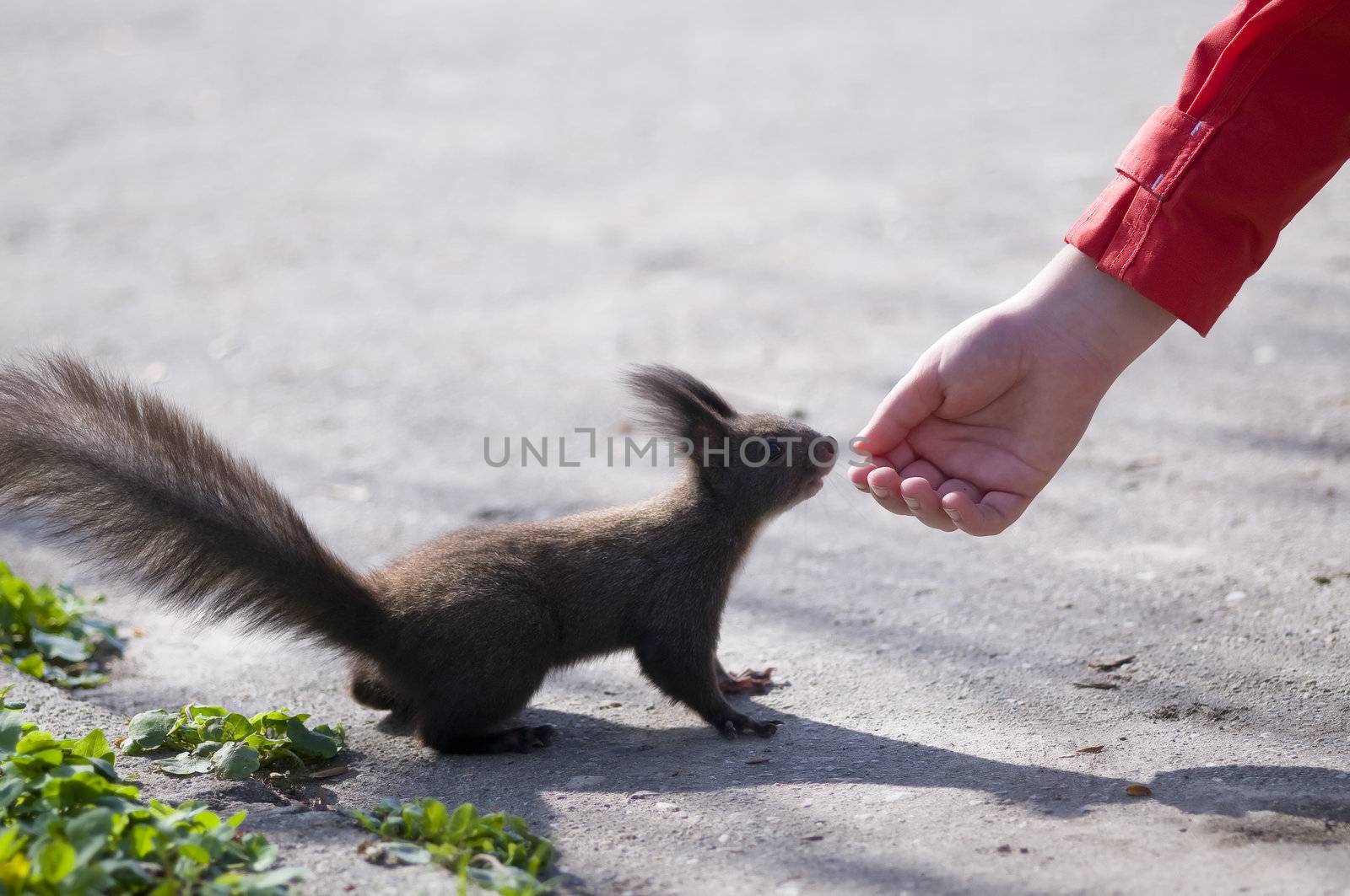 very friendly and curious, a cute brown little squirrel makes new friends