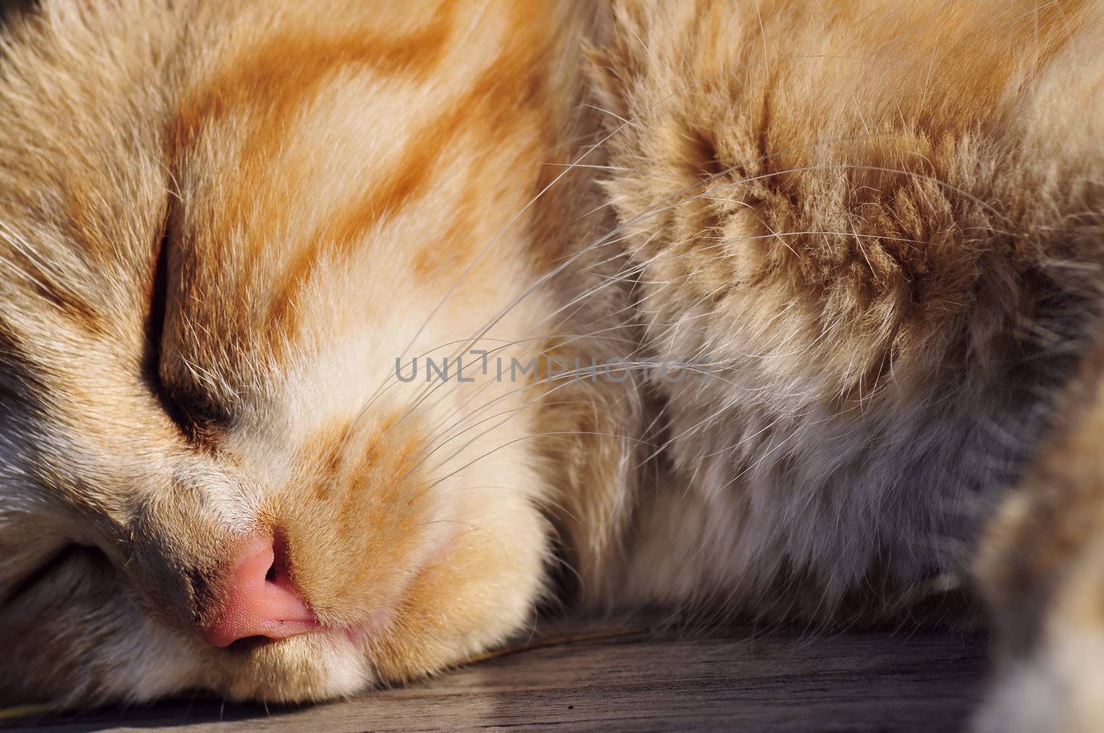 close-up on a cute small orange cat, sleeping in the sun
