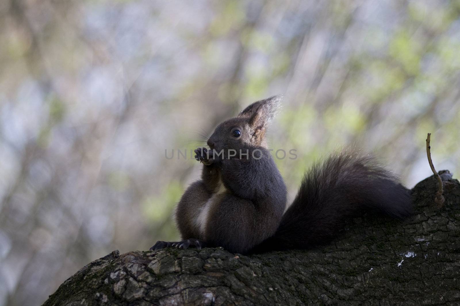 extremely cute dark brown squirrel eating nuts