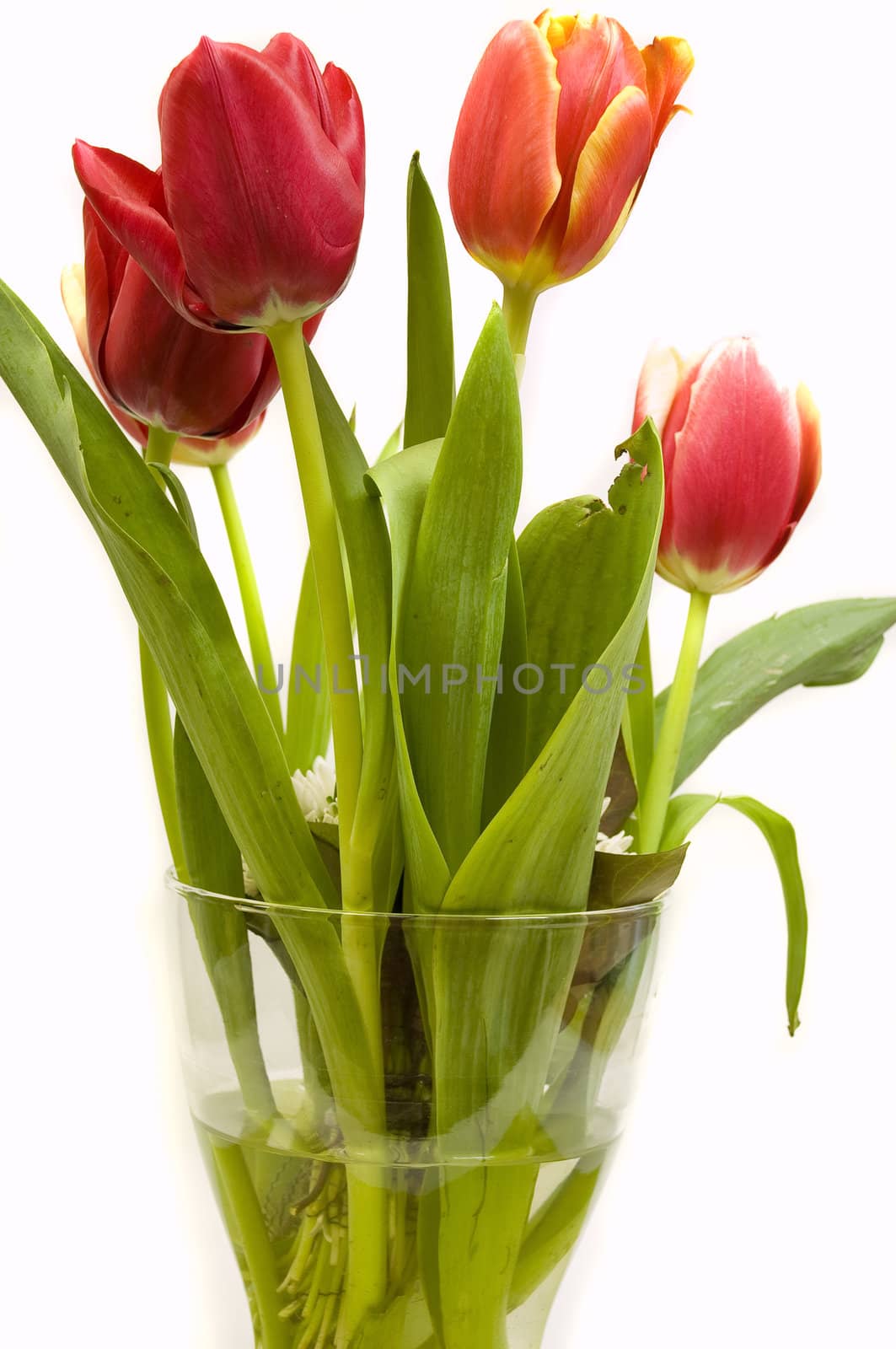 tulips bouquet by no4aphoto