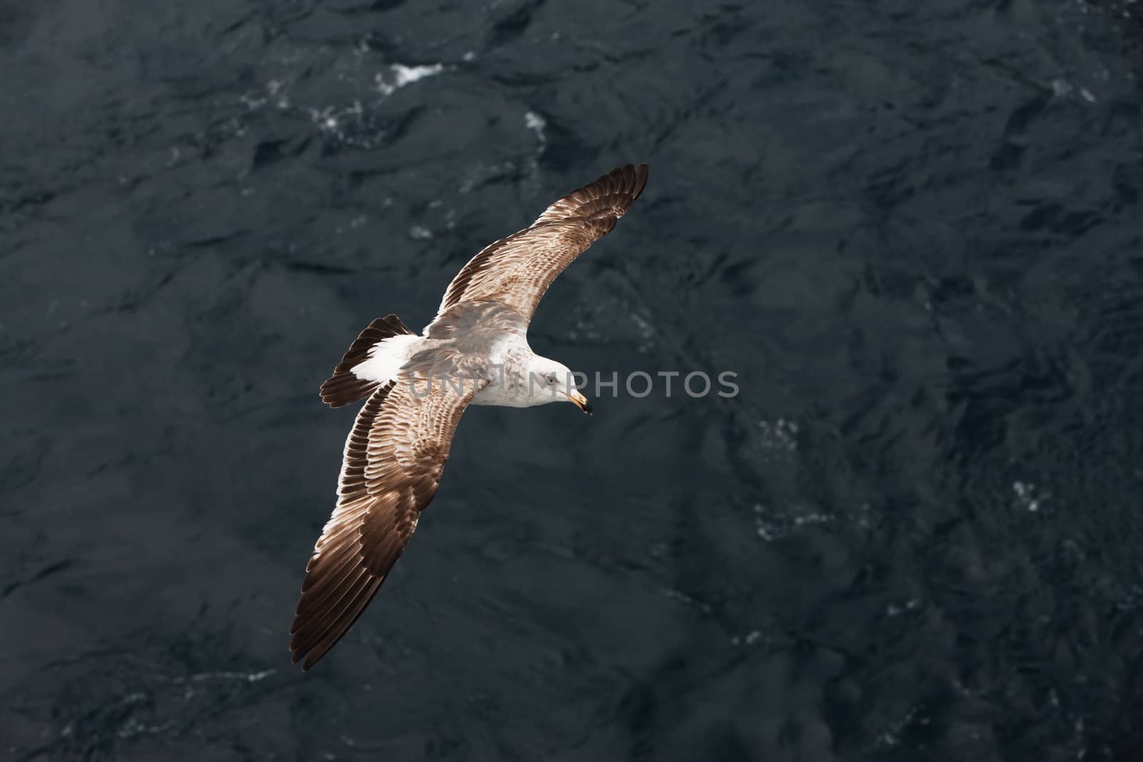 White gull aloft above the green ocean