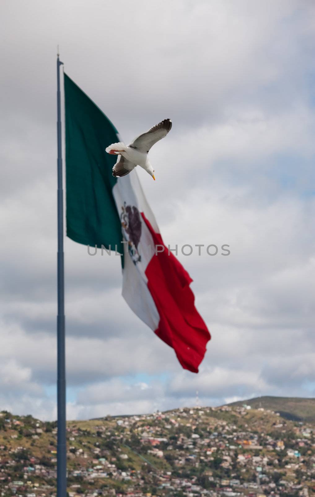 White seagull fluing past large Mexican flag