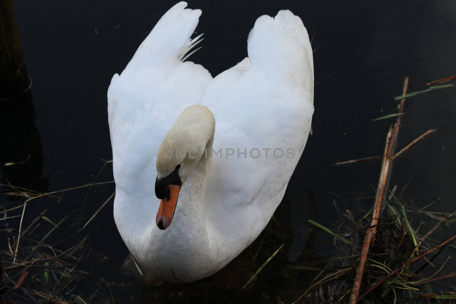 Swan in close up  by studioportosabbia