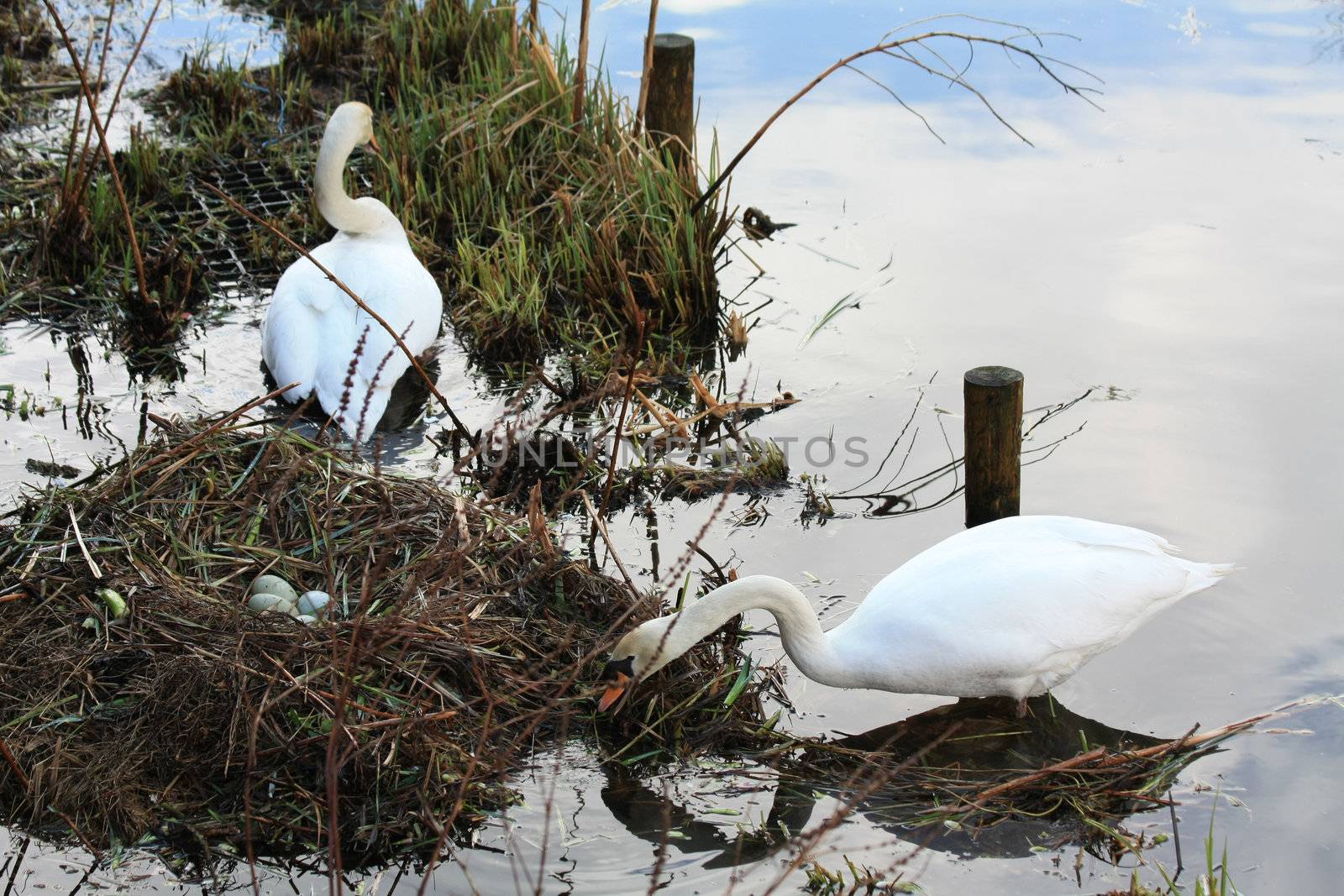 A swan couple taking care of their nest with four eggs