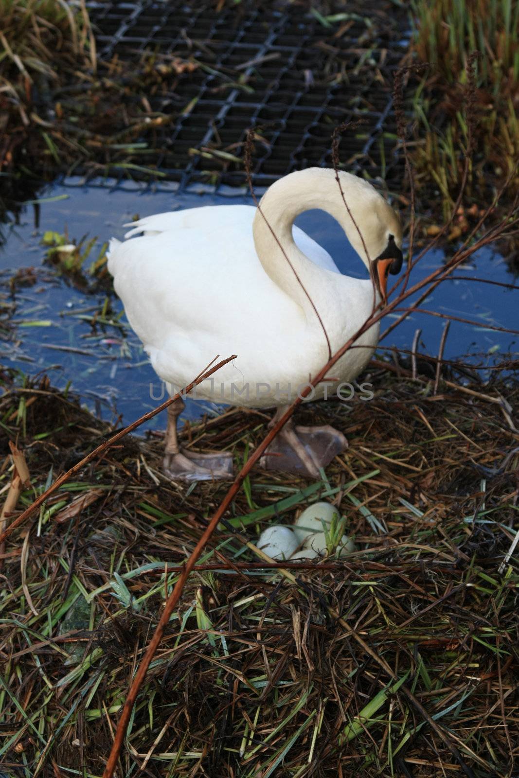 A swan mother and her nest with four eggs