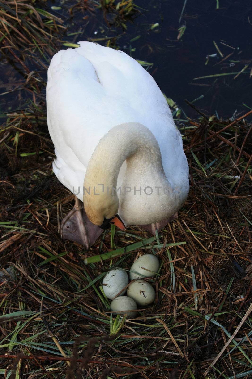 Swan with nest by studioportosabbia