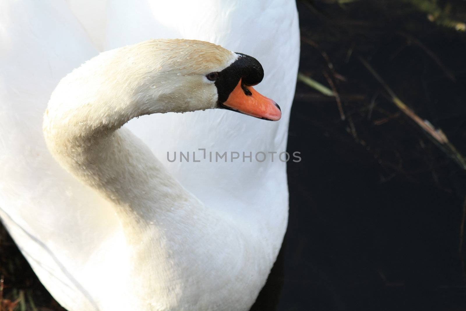 Swan portrait by studioportosabbia