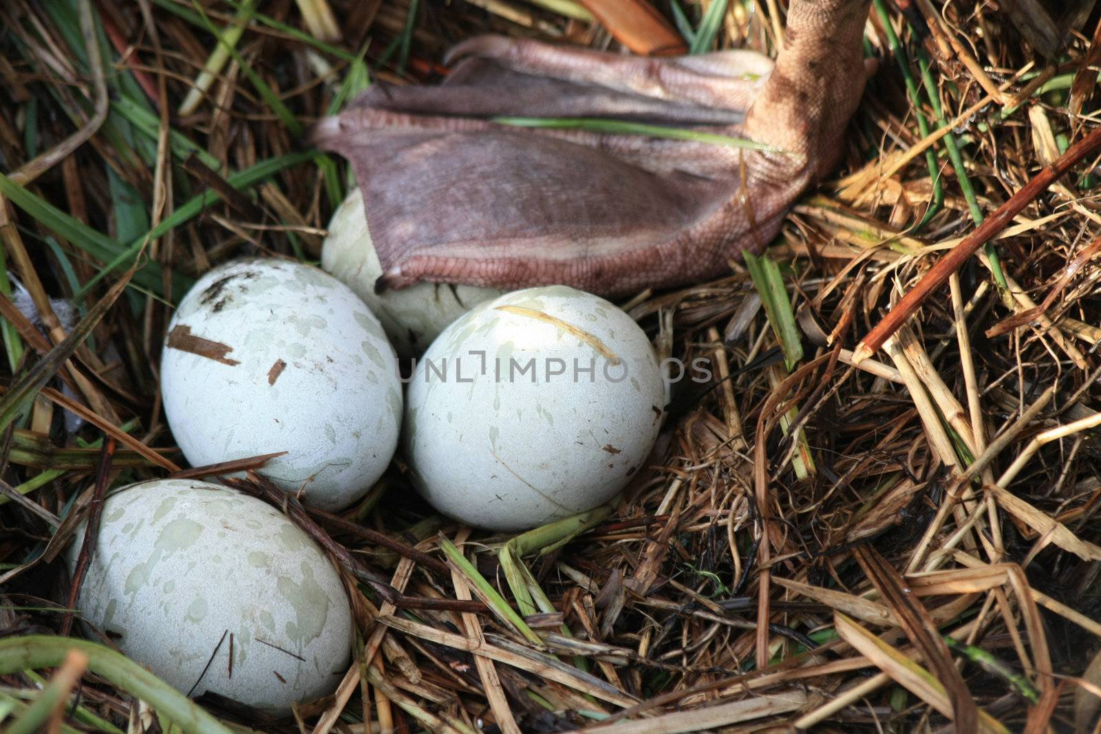 A swan puts a foot on the eggs in a nest