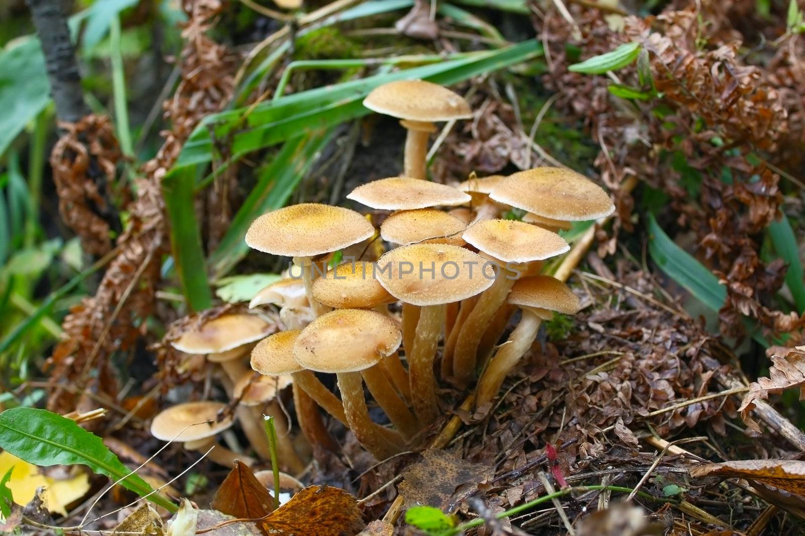 mushrooms by zhannaprokopeva