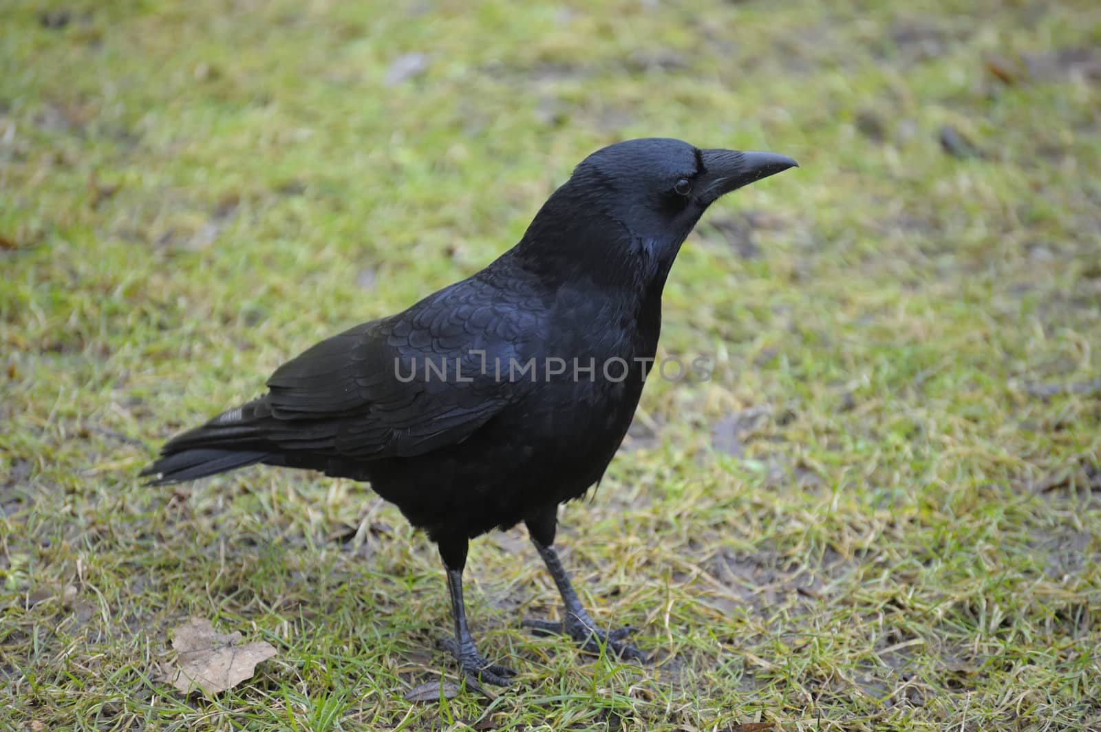 Carrion crow resting on green grass field