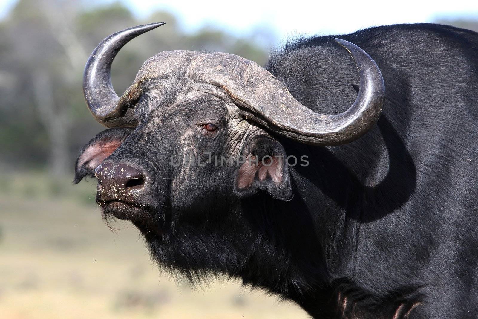 Huge Cape Buffalo male with large horns and black shaggy fur