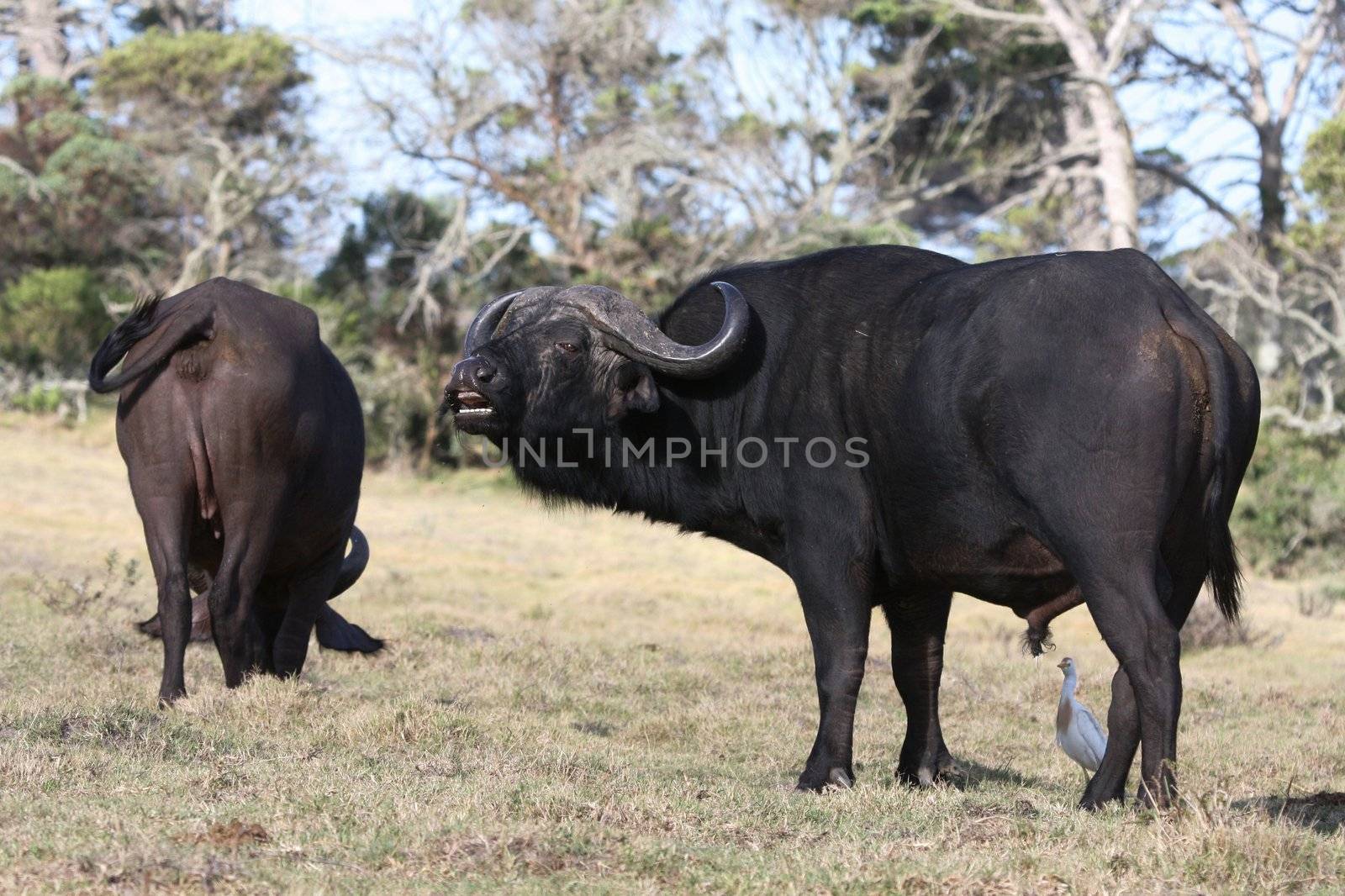 Big male buffalo scenting or showing flehmen response to mate with cow