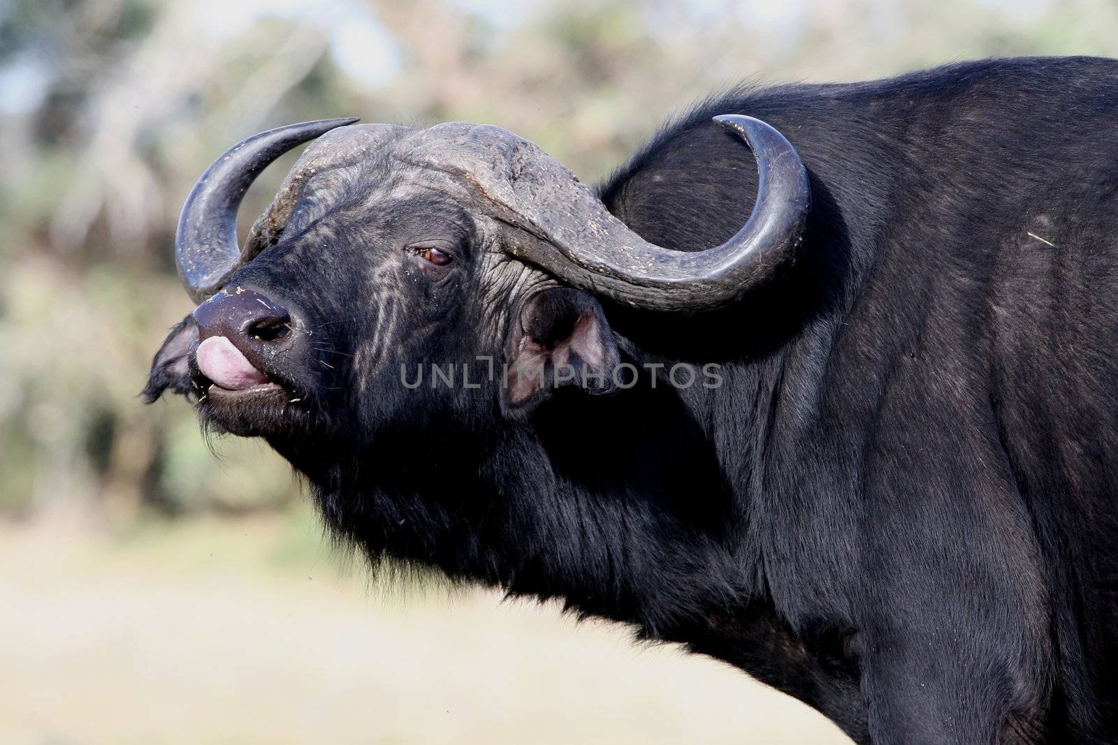 Huge Cape Buffalo male with large horns and black shaggy fur