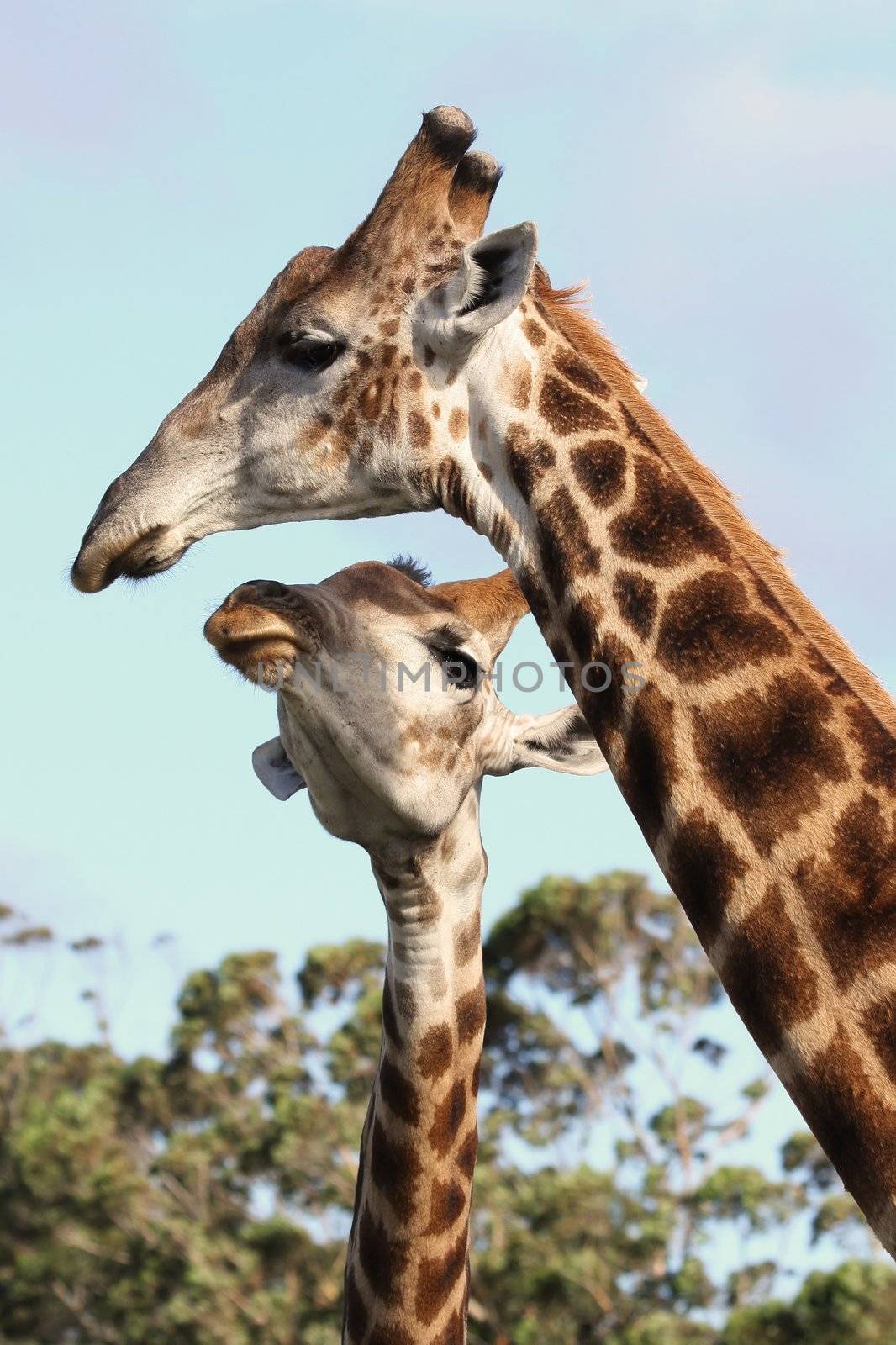 Kissing Giraffes by fouroaks