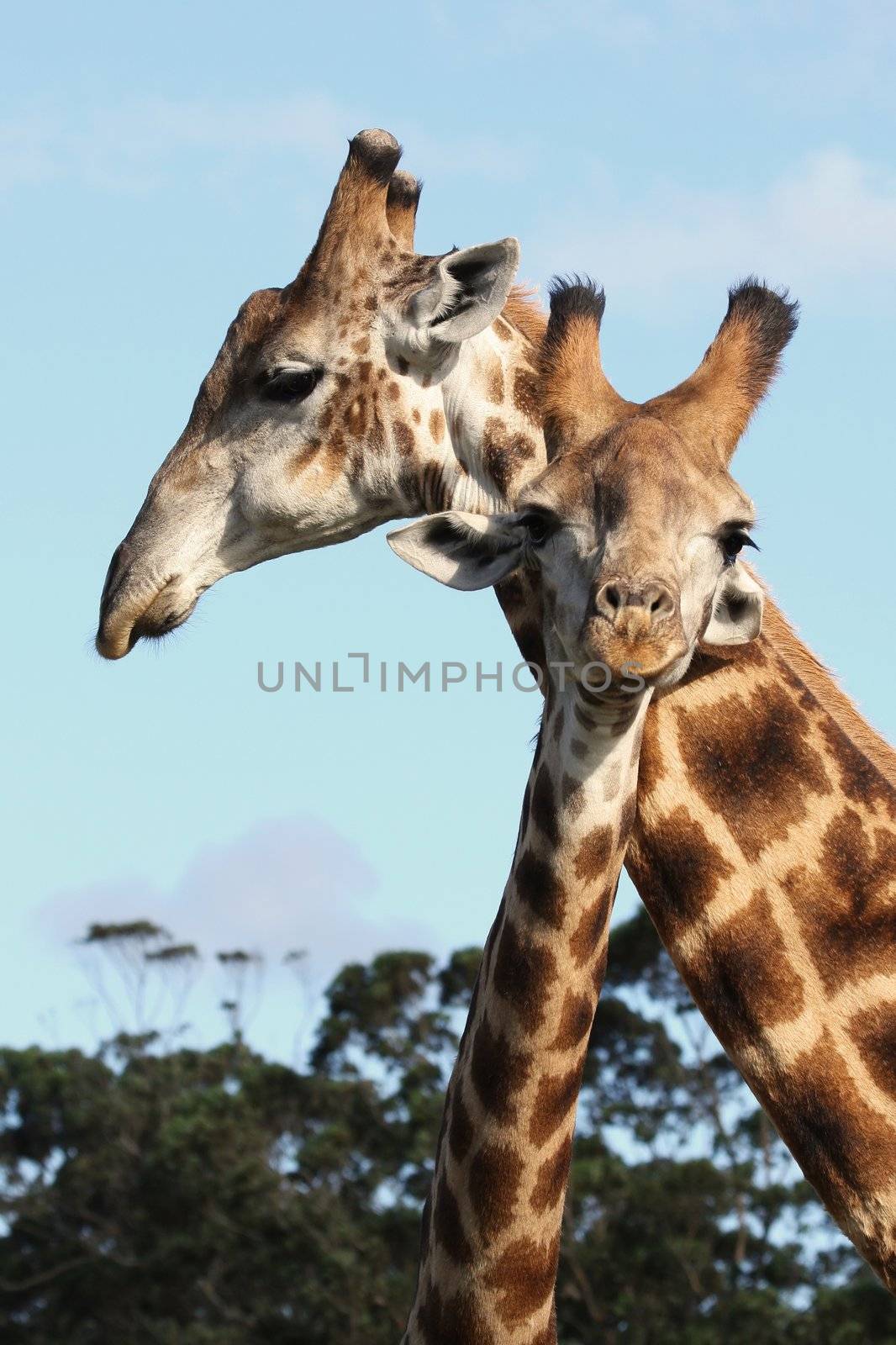 Pair of giraffes from Africa rubbing necks