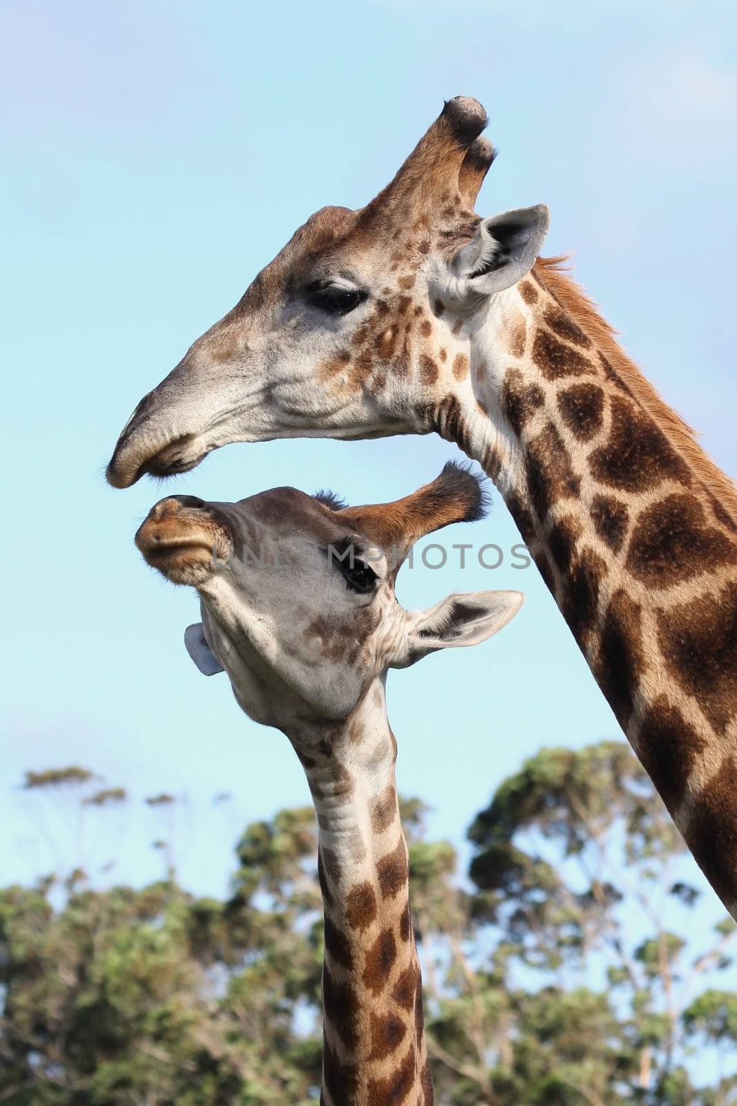 Two giraffes from Africa showing some affection