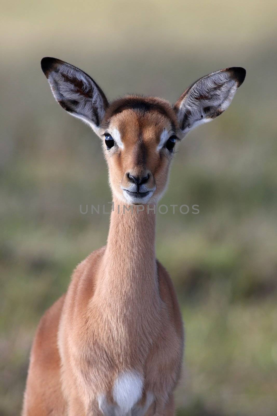 Impala Antelope Baby by fouroaks