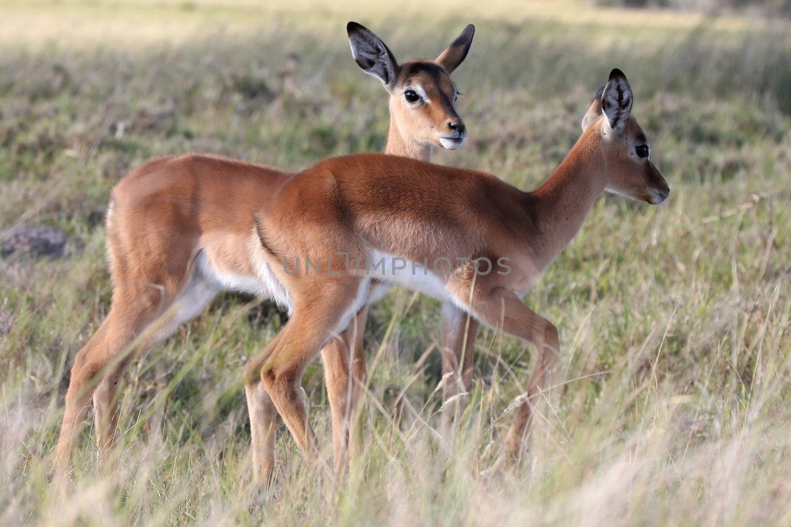Two young impala antelope lambs walking in long grass