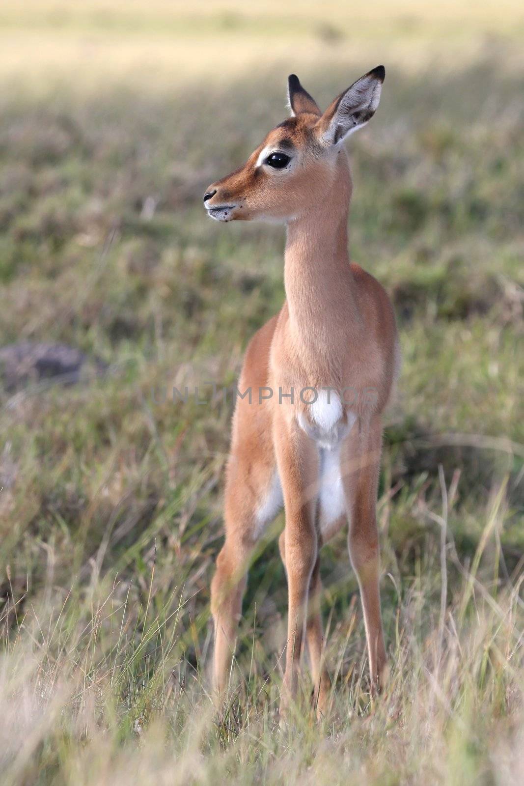 Alert young impala antelope lamb with large ears