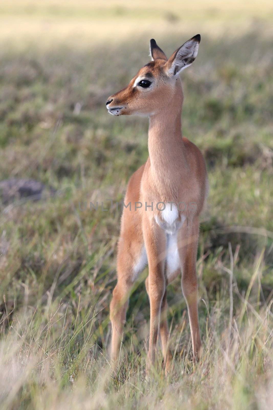 Impala Antelope Baby by fouroaks