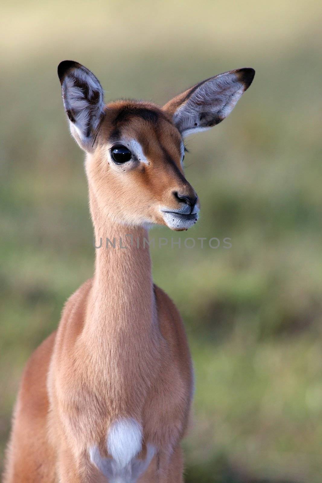 Alert young impala antelope lamb with large ears