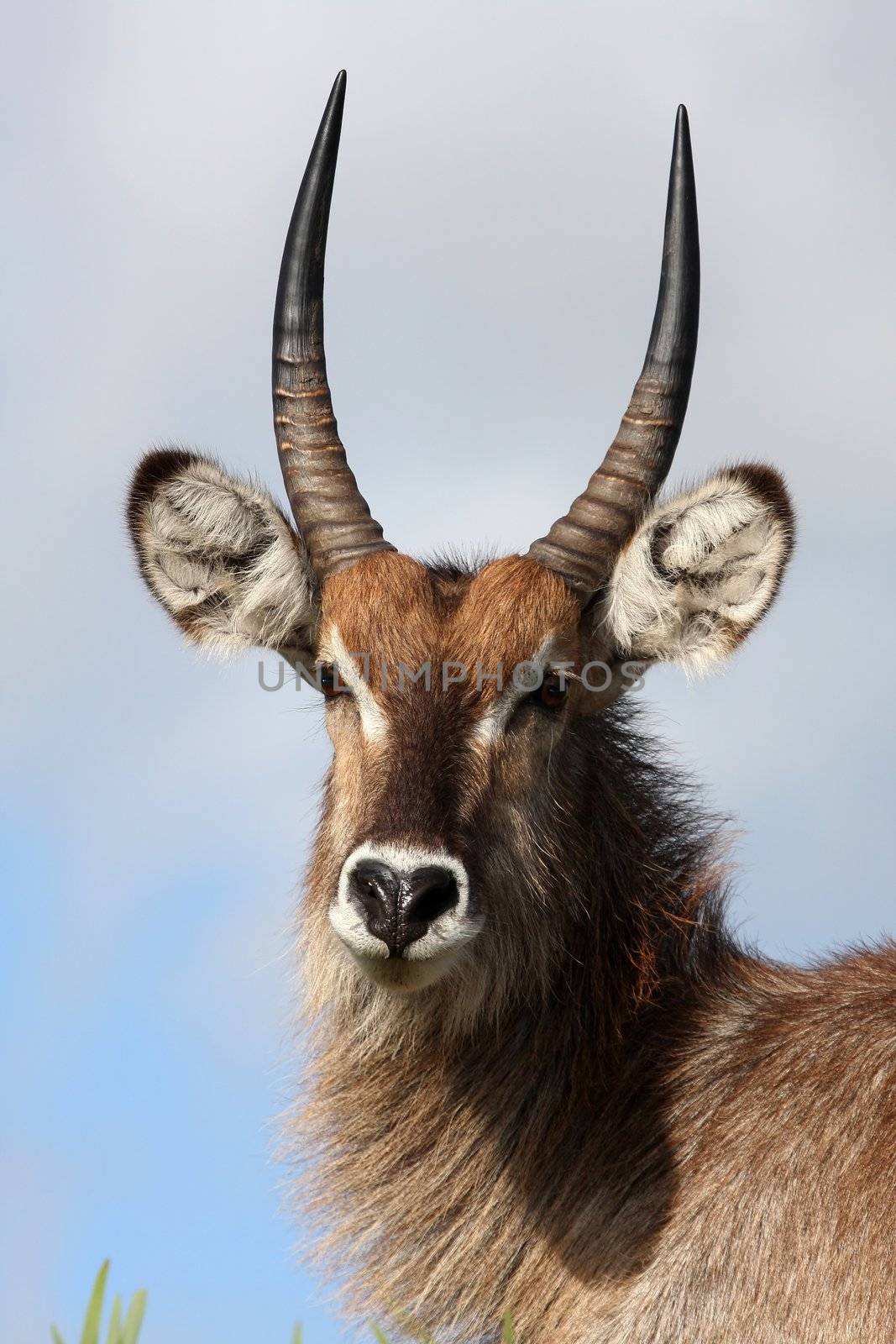 Waterbuck Antelope by fouroaks