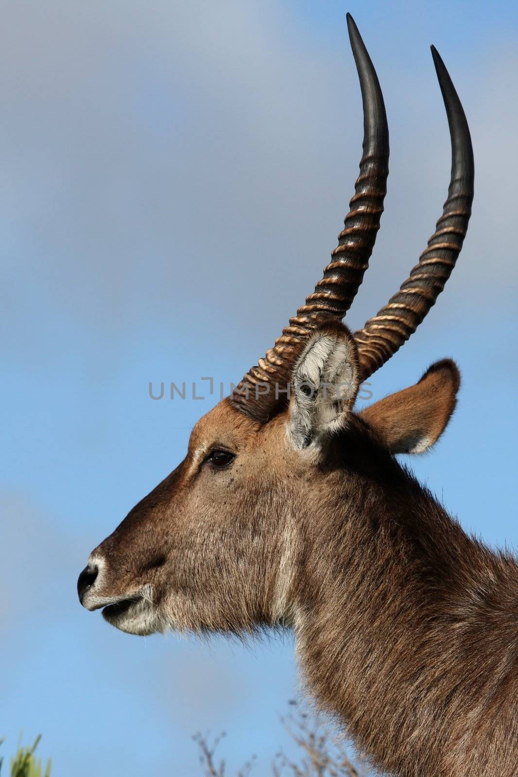 Portrait of a male waterbuck antelope from Africa