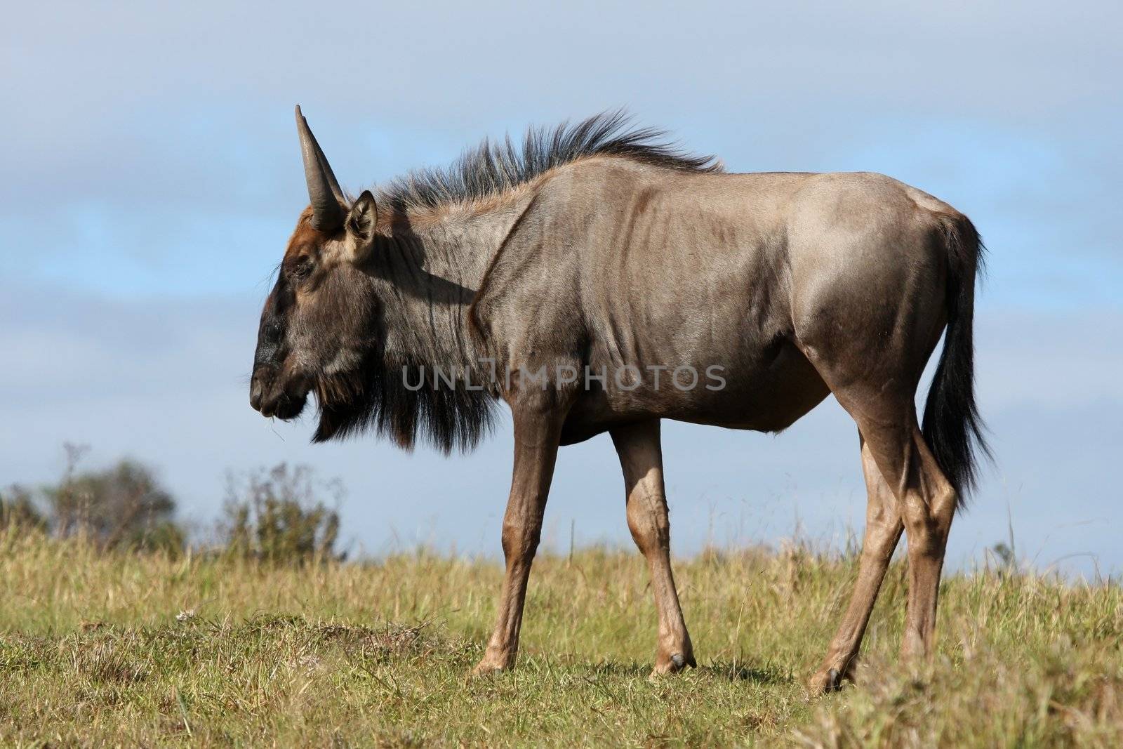 Wilderbeest antelope on grassy African plain