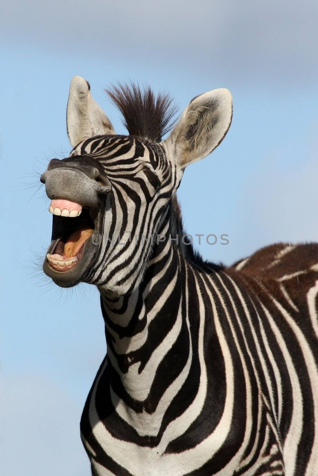 Zebra with mouth open looking like it is laughing