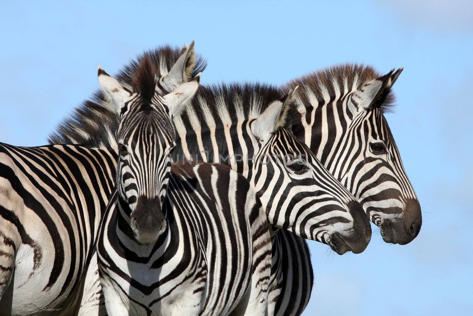 Zebra Group by fouroaks
