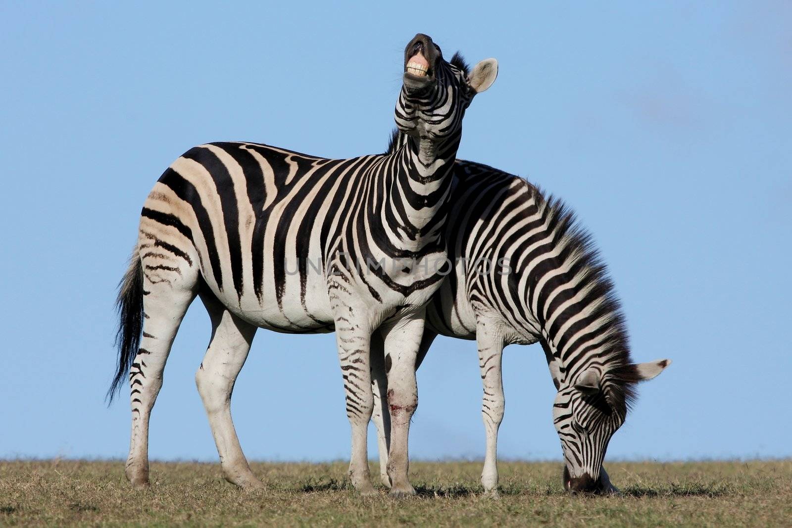 Two boldly striped zebras on the African grass land