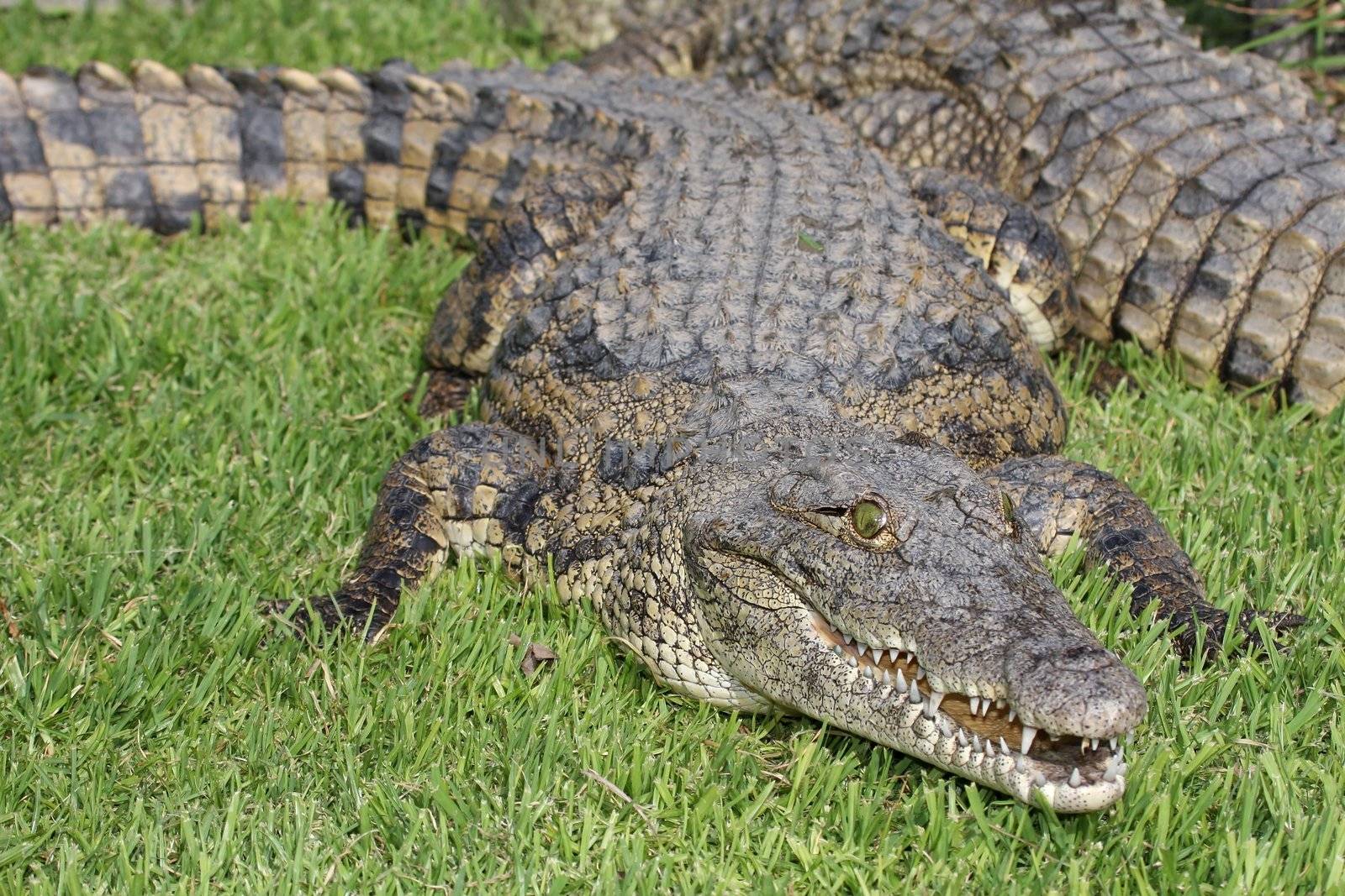 Nile Crocodile by fouroaks