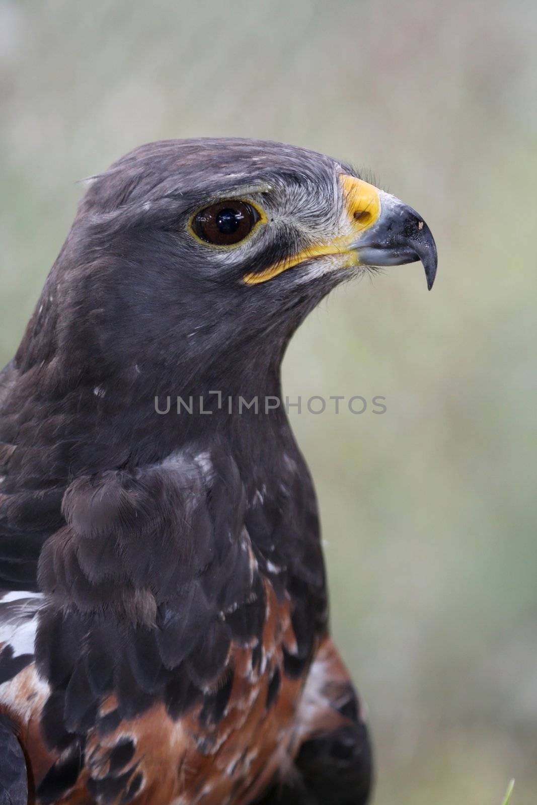 Portrait of a beautiful Jackal Buzzard bird of prey