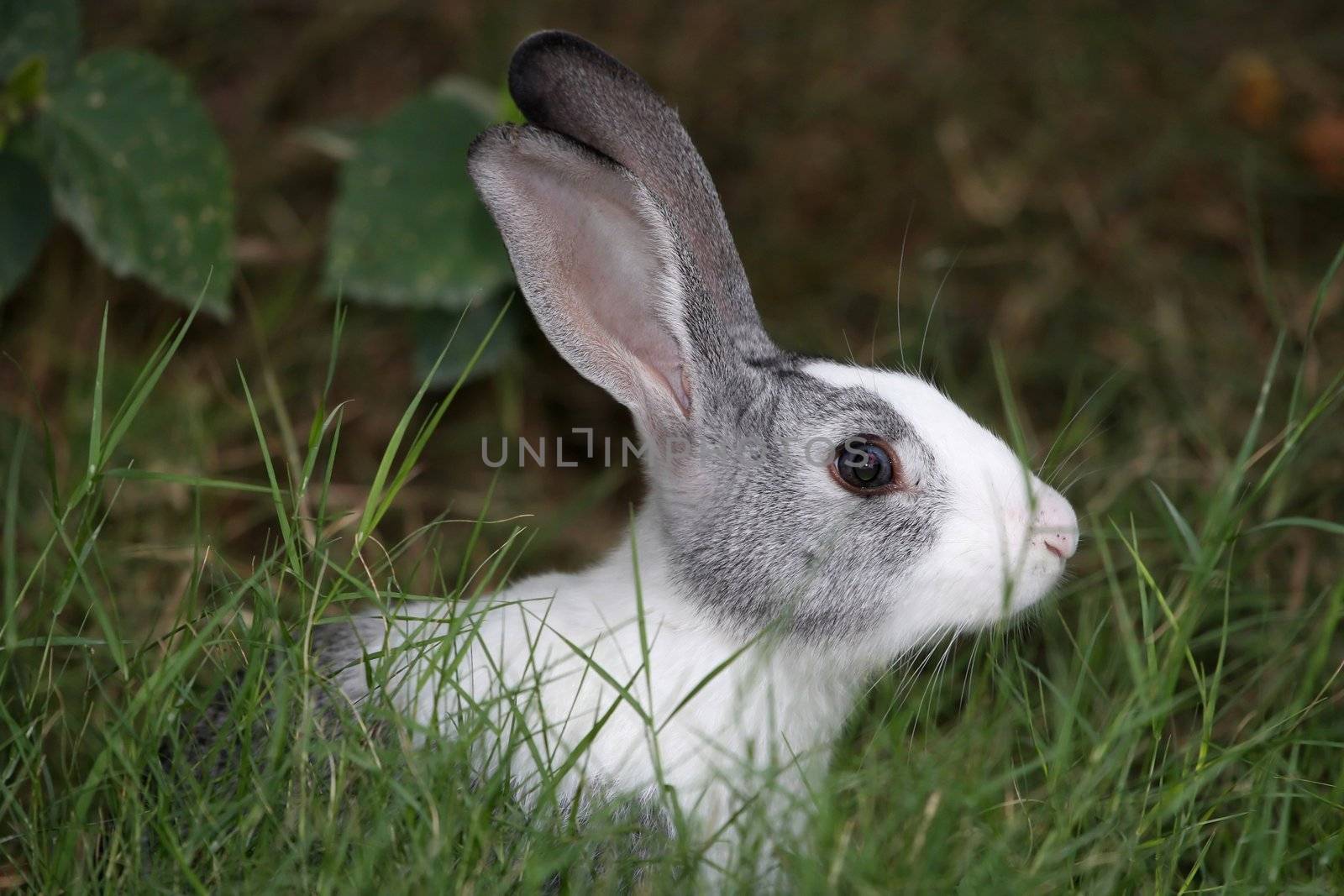 Domestic rabbit in long green grass outdoors