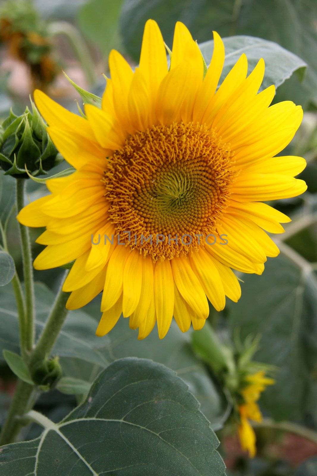 Sunflower by fouroaks