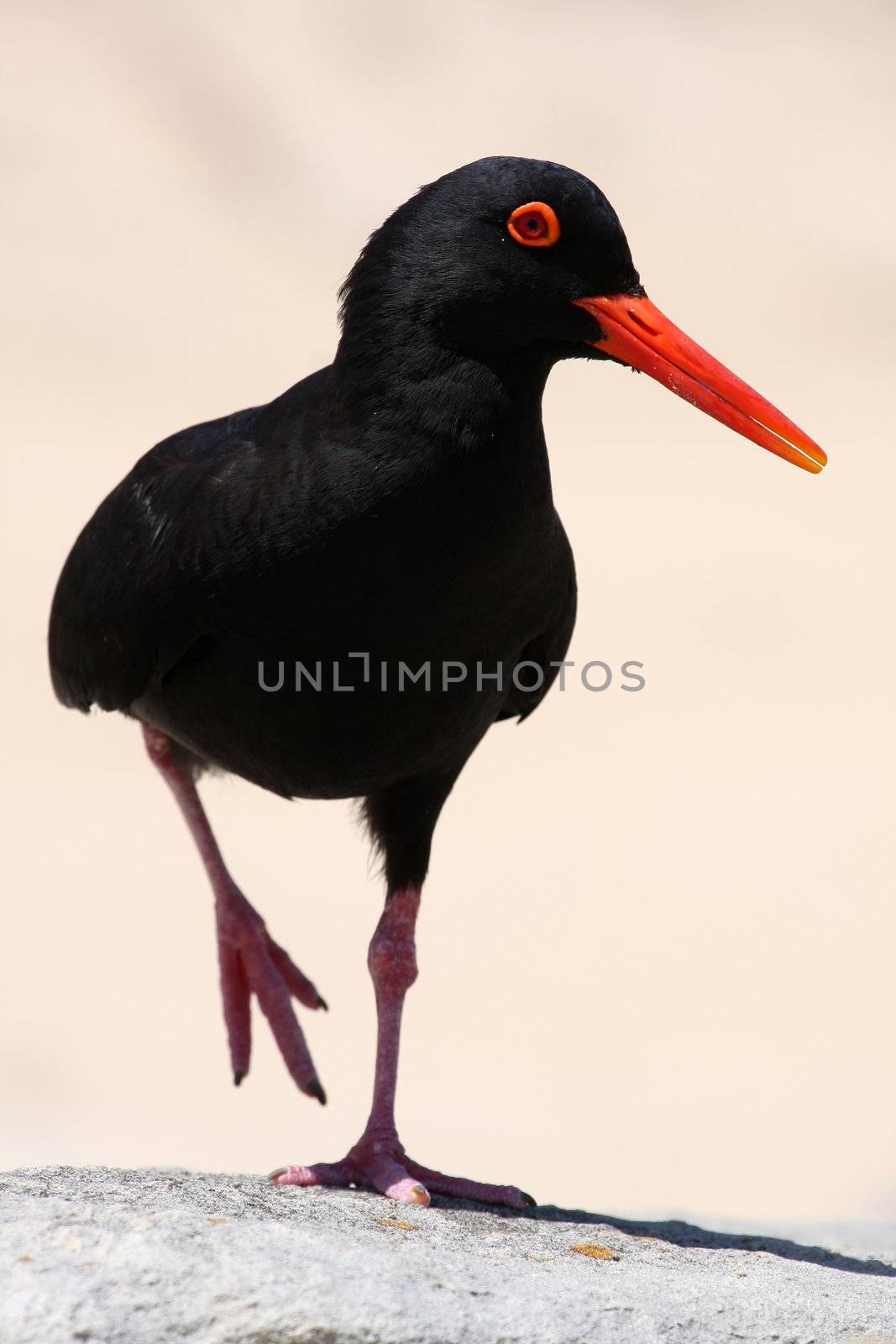 Striking black and orange oystercatcher bird standing on one leg