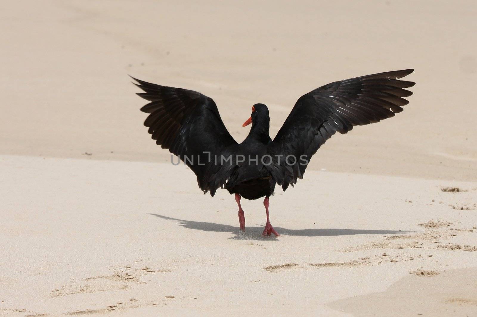 Oystercatcher bird landing with it's wings out spread