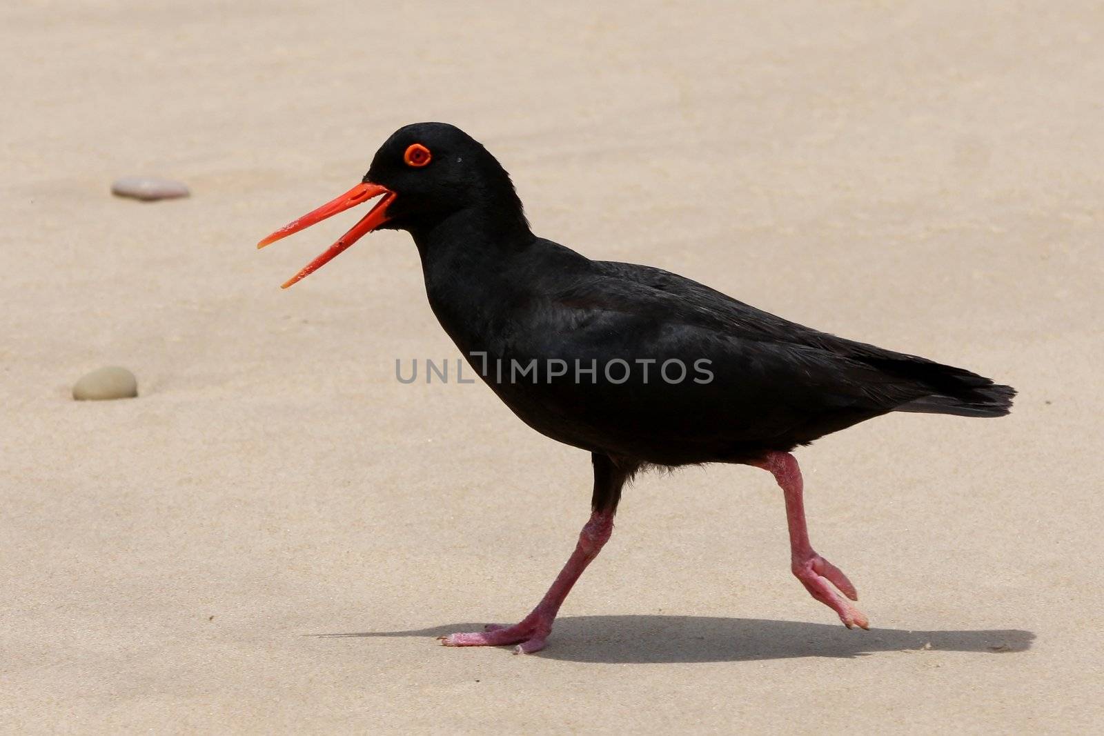 Striking black and orange oystercatcher bird running across sand