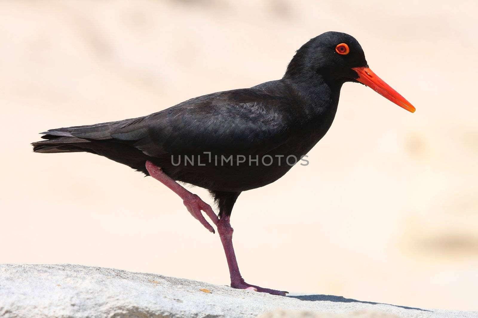 Striking black and orange oystercatcher bird standing on one leg