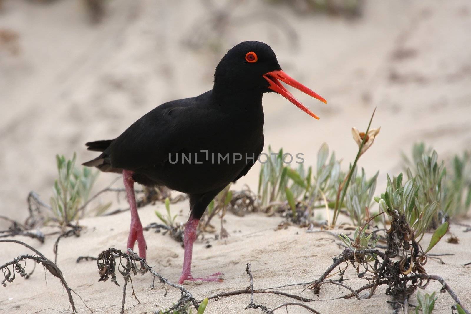 Rare black oyster catcher on the sea sand in South Africa