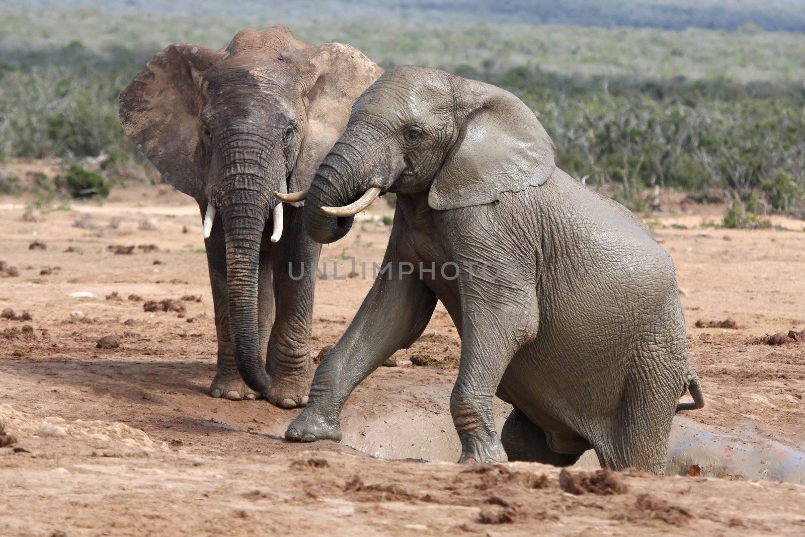 Two big muddy African elephants climbing out of a water hole