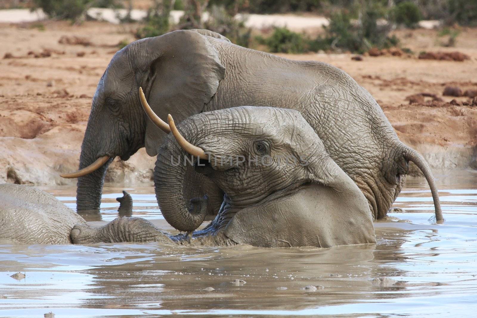 African elephants enjoying a cooling swim in muddy water